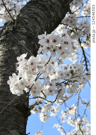 桜満開の新生活 桜満開の新生活 124546503