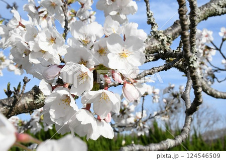 桜満開の新生活 桜満開の新生活 124546509