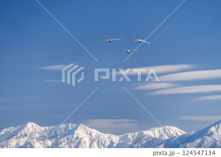 立山連峰とハクチョウ 124547134