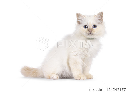 Birman kitten on white background Birman kitten on white background 124547177