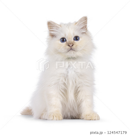 Birman kitten on white background 124547179