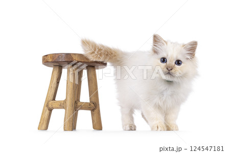 Birman kitten on white background 124547181