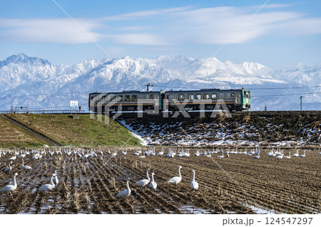 立山連峰と白鳥を眺めながら走る高山本線の普通列車 124547297