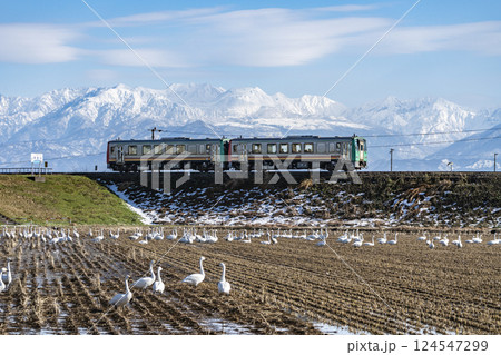 立山連峰と白鳥を眺めながら走る高山本線の普通列車 立山連峰と白鳥を眺めながら走る高山本線の普通列車 124547299