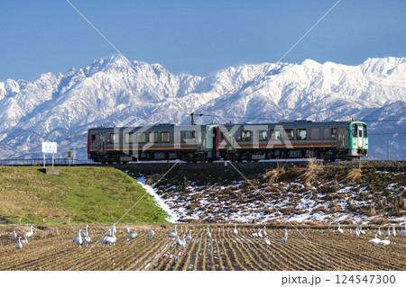 立山連峰と白鳥を眺めながら走る高山本線の普通列車 124547300