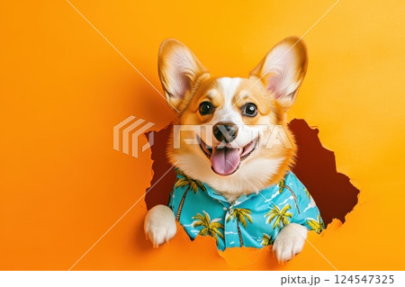 A dog wearing a Hawaiian shirt is looking out of a hole in a wall 124547325