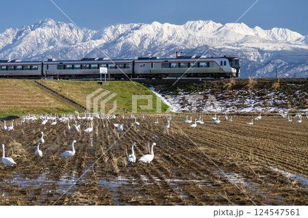 立山連峰と白鳥を眺めながら走る高山本線の特急列車 124547561