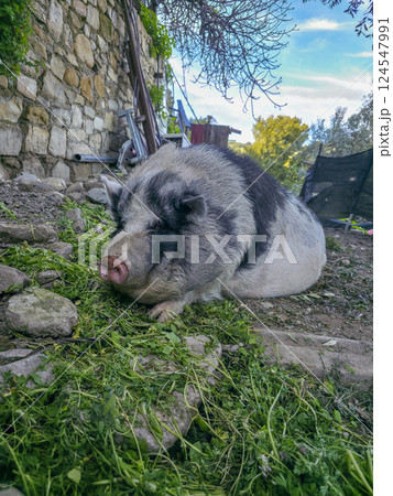 Giant pig living in Bussana Vecchia artist retreat medieval village destroyed by earthquake in 1887 Giant pig living in Bussana Vecchia artist retreat medieval village destroyed by earthquake in 1887 124547991