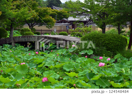 京都 天龍寺の放生池のハス 京都 天龍寺の放生池のハス 124548484