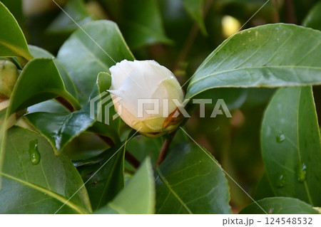 椿の春～紅白ひとえ八重いろいろ 124548532