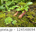 Plants in the botanical garden 124548694