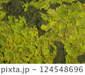 Plants in the botanical garden 124548696