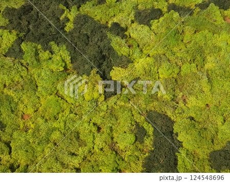 Plants in the botanical garden 124548696