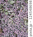 Plants in the botanical garden 124548698