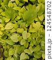 Plants in the botanical garden 124548702