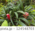 Plants in the botanical garden 124548703
