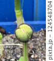 Plants in the botanical garden 124548704