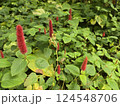 Plants in the botanical garden 124548706