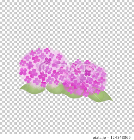 水彩風格的繡球花插圖 124548869