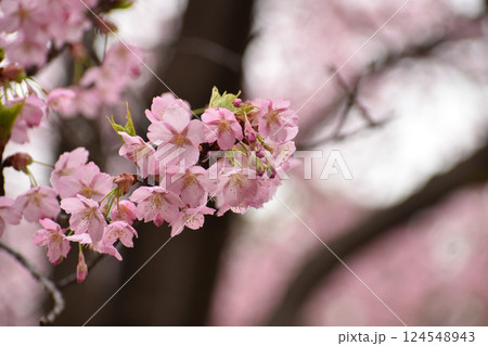 早咲きのピンクの修善寺寒桜 124548943