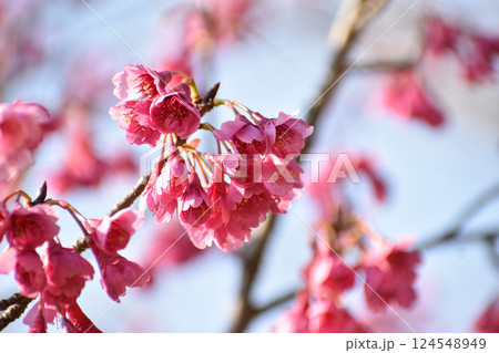 早咲きの寒緋桜 124548949