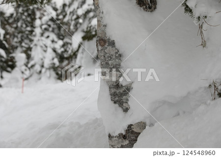 根雪 雪積 積雪 124548960