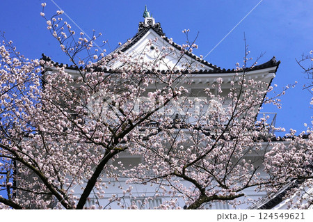 城   桜 124549621