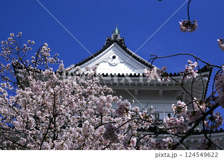 城   桜 124549622