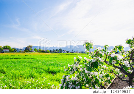 りんごの花咲く頃の安曇野 124549637