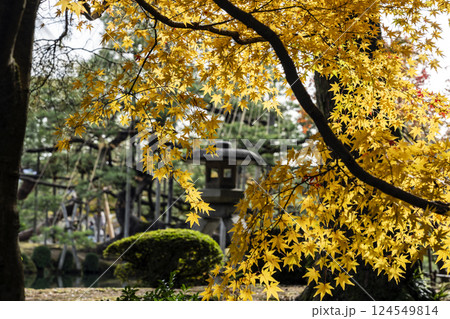 秋の金沢旅行で訪れたい紅葉真っ盛りの兼六園 秋の金沢旅行で訪れたい紅葉真っ盛りの兼六園 124549814