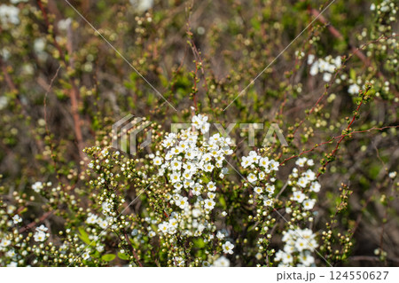 春、満開のユキヤナギ 124550627