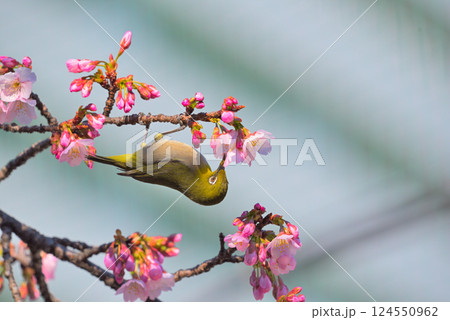 オオカンザクラとメジロ 124550962