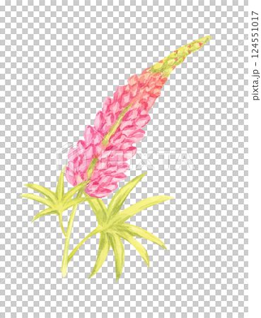 Vibrant pink lupin flower watercolor clipart with yellow-green leaves. Perfect for garden-themed merchandise, botanical wallpapers, nature-inspired decor, and digital artwork Vibrant pink lupin flower watercolor clipart with yellow-green leaves. Perfect for garden-themed merchandise, botanical wallpapers, nature-inspired decor, and digital artwork 124551017