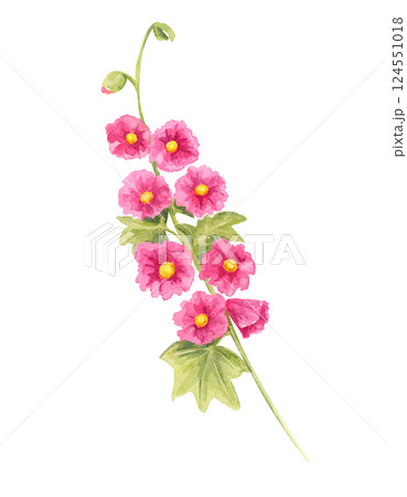 Bright pink hollyhock stem watercolor clipart with lush green foliage. A wonderful addition to botanical compositions, wedding stationery, floral fabric prints, and seasonal artwork Bright pink hollyhock stem watercolor clipart with lush green foliage. A wonderful addition to botanical compositions, wedding stationery, floral fabric prints, and seasonal artwork 124551018