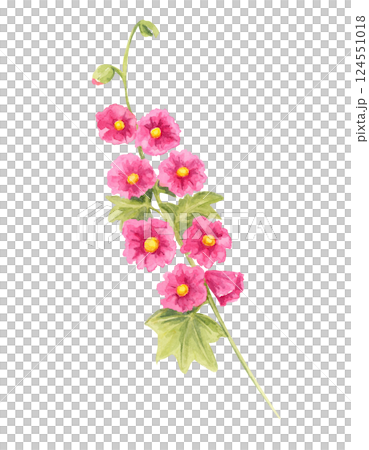 Bright pink hollyhock stem watercolor clipart with lush green foliage. A wonderful addition to botanical compositions, wedding stationery, floral fabric prints, and seasonal artwork Bright pink hollyhock stem watercolor clipart with lush green foliage. A wonderful addition to botanical compositions, wedding stationery, floral fabric prints, and seasonal artwork 124551018