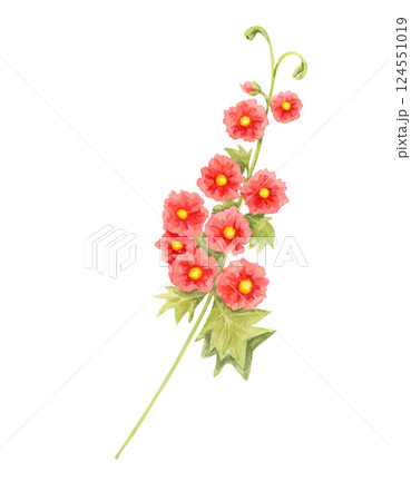 Red and yellow hollyhock stem watercolor clipart with detailed green leaves. Perfect for vintage-inspired prints, botanical branding, floral-themed invitations, and home decor accents Red and yellow hollyhock stem watercolor clipart with detailed green leaves. Perfect for vintage-inspired prints, botanical branding, floral-themed invitations, and home decor accents 124551019