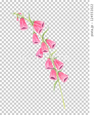 Pink foxglove flowers watercolor clipart with soft green leaves. Perfect for floral arrangements, botanical branding, packaging designs, and elegant wedding invitations 124551022
