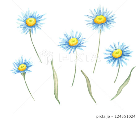 Blue and yellow aster flowers watercolor clipart with delicate green stems. Perfect for creating floral-themed stationery, textile patterns, invitations, or botanical digital designs 124551024