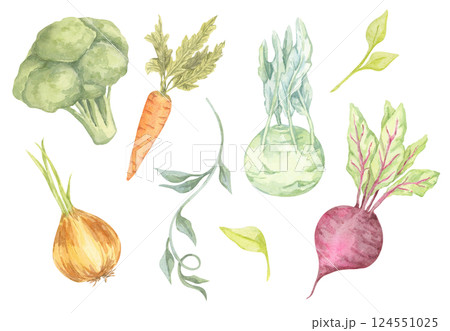 A colorful collection of watercolor vegetables featuring broccoli, onion, carrot, beetroot, and kohlrabi. Ideal for eco-friendly product packaging, menu designs, and garden-inspired decor A colorful collection of watercolor vegetables featuring broccoli, onion, carrot, beetroot, and kohlrabi. Ideal for eco-friendly product packaging, menu designs, and garden-inspired decor 124551025