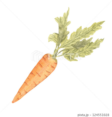 Watercolor carrot with bright orange body and detailed green leaves. This vegetable garden clipart works well in health-focused content, fresh produce labels, and garden-inspired greeting cards 124551028