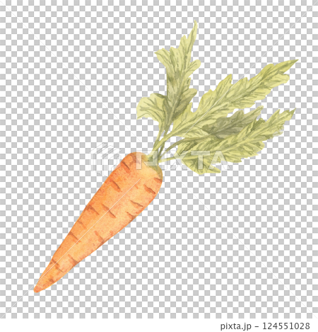 Watercolor carrot with bright orange body and detailed green leaves. This vegetable garden clipart works well in health-focused content, fresh produce labels, and garden-inspired greeting cards 124551028