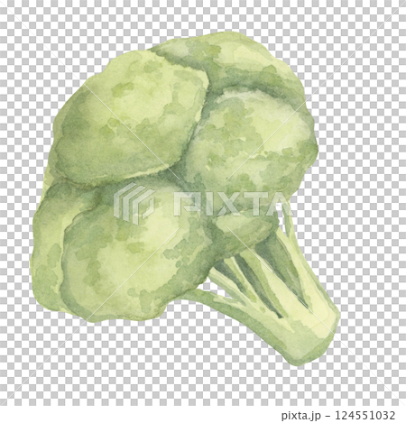 A watercolor broccoli featuring a dense, rounded green crown and a sturdy stalk. Great for educational materials about vegetables, restaurant menus, and eco-friendly tote bag designs 124551032