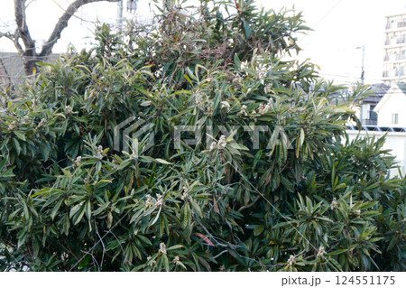 寒冷地盛岡でたくましく咲くビワの木の花 124551175