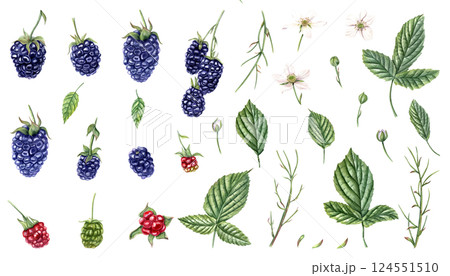 Blackberry set watercolor illustration isolated background. Ripe and unripe brambleberry, leaves, twigs, flowers, and buds clipart. Natural, organic, and detailed botanical artwork for poster, package 124551510