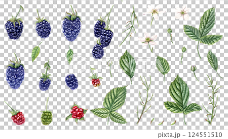 Blackberry set watercolor illustration isolated background. Ripe and unripe brambleberry, leaves, twigs, flowers, and buds clipart. Natural, organic, and detailed botanical artwork for poster, package 124551510