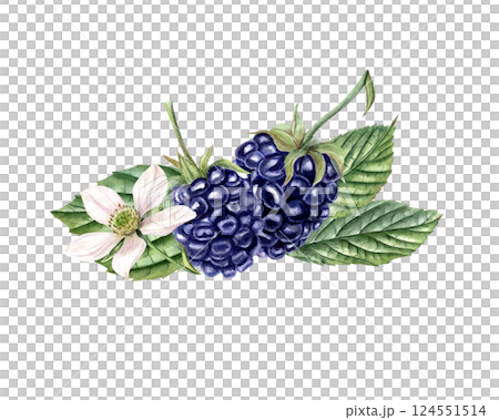 Watercolor Thornberry with leaves and blossoms illustration isolated background. Ripe hand drawn blackberry for wedding stationery, greeting cards, kitchen decor, and textile patterns Watercolor Thornberry with leaves and blossoms illustration isolated background. Ripe hand drawn blackberry for wedding stationery, greeting cards, kitchen decor, and textile patterns 124551514