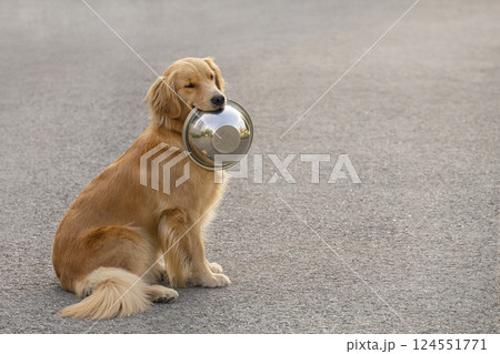 dog golden retriever labrador sits on asphalt, holds bowl in teeth looks at camera dog golden retriever labrador sits on asphalt, holds bowl in teeth looks at camera 124551771