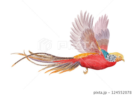 Flying golden pheasant watercolor illustration isolated on white. High quality hand drawn clip art sketch style perfect for cards, posters, stickers, book design and decor. Exotic vibrant China bird Flying golden pheasant watercolor illustration isolated on white. High quality hand drawn clip art sketch style perfect for cards, posters, stickers, book design and decor. Exotic vibrant China bird 124552078