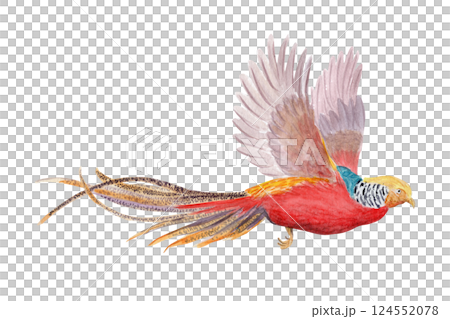 Flying golden pheasant watercolor illustration isolated on white. High quality hand drawn clip art sketch style perfect for cards, posters, stickers, book design and decor. Exotic vibrant China bird 124552078