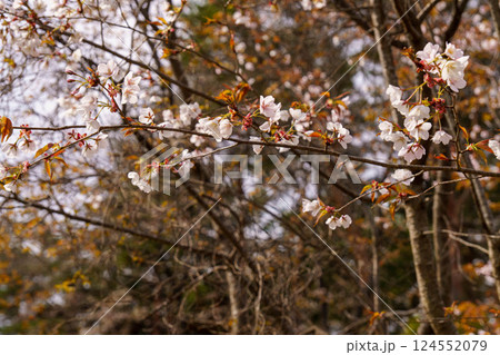 春の森の中の白い山桜 春の森の中の白い山桜 124552079